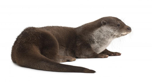 European Otter Lutra Lutra Wall Decal