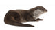 European Otter Lutra Lutra Wall Decal