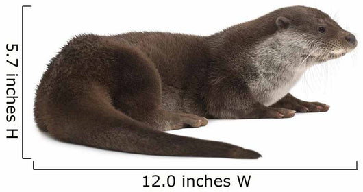 European Otter Lutra Lutra Wall Decal