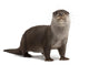 Curious European Otter Wall Decal