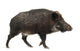 Wild Boar Also Wild Wall Decal