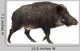 Wild Boar Also Wild Wall Decal