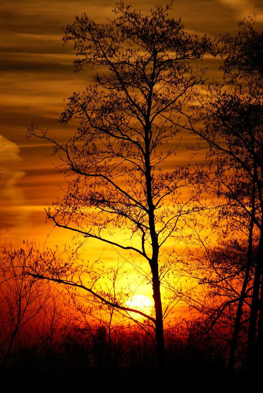 Tree Silhouetted against the Sunset Wall Decal