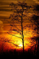 Tree Silhouetted against the Sunset Wall Decal