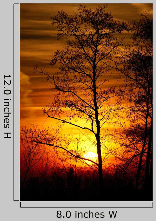 Tree Silhouetted against the Sunset Wall Decal