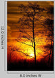 Tree Silhouetted against the Sunset Wall Decal
