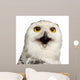 Female Snowy Owl Wall Decal