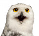 Female Snowy Owl Wall Decal