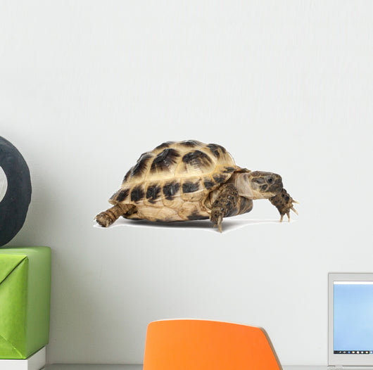 Young Russian Tortoise Wall Decal