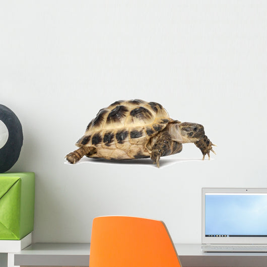 Young Russian Tortoise Wall Decal