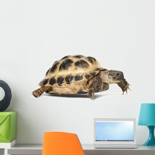 Young Russian Tortoise Wall Decal