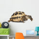 Young Russian Tortoise Wall Decal