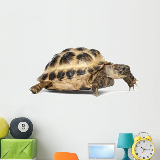 Young Russian Tortoise Wall Decal