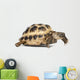 Young Russian Tortoise Wall Decal