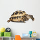 Young Russian Tortoise Wall Decal