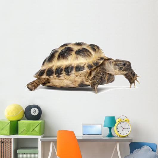 Young Russian Tortoise Wall Decal