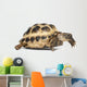 Young Russian Tortoise Wall Decal