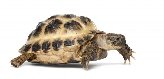 Young Russian Tortoise Wall Decal
