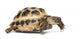 Young Russian Tortoise Wall Decal