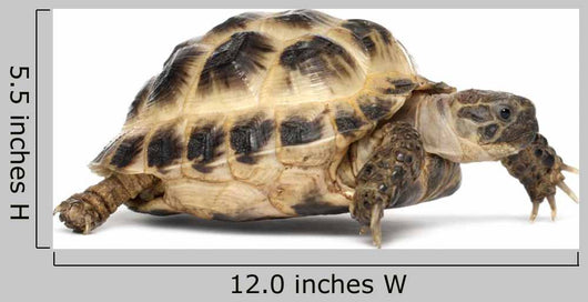 Young Russian Tortoise Wall Decal