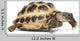 Young Russian Tortoise Wall Decal