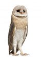 Watchful Barn Owl Wall Decal