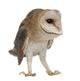 Standing Barn Owl Wall Decal