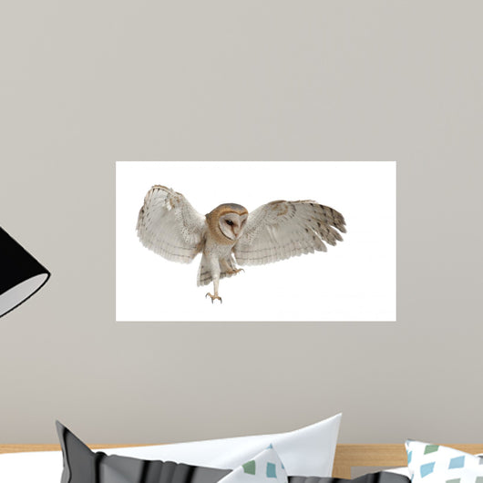 Barn Owl Tyto Alba 4 Months Old Wall Decal