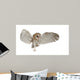 Barn Owl Tyto Alba 4 Months Old Wall Decal
