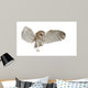 Barn Owl Tyto Alba 4 Months Old Wall Decal