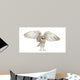 Barn Owl Tyto Alba 4 Months Old Wall Decal