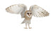 Barn Owl Tyto Alba 4 Months Old Wall Decal