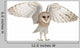 Barn Owl Tyto Alba 4 Months Old Wall Decal