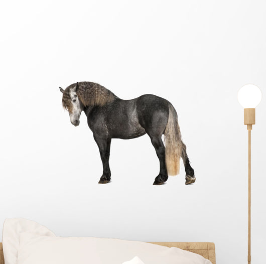 Percheron 5 Years Old Wall Decal