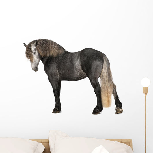 Percheron 5 Years Old Wall Decal