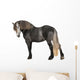 Percheron 5 Years Old Wall Decal