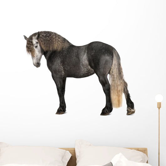 Percheron 5 Years Old Wall Decal