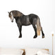 Percheron 5 Years Old Wall Decal