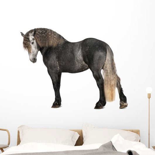 Percheron 5 Years Old Wall Decal