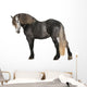 Percheron 5 Years Old Wall Decal