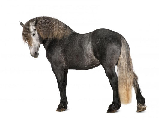 Percheron 5 Years Old Wall Decal