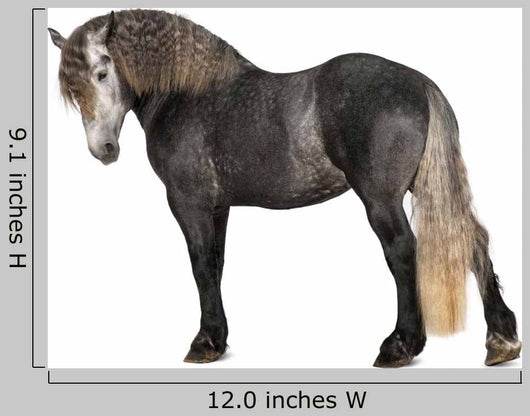 Percheron 5 Years Old Wall Decal