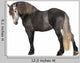 Percheron 5 Years Old Wall Decal