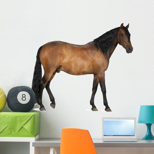 Mixed Breed Spanish and Wall Decal