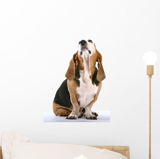 Basset Hound Wall Decal