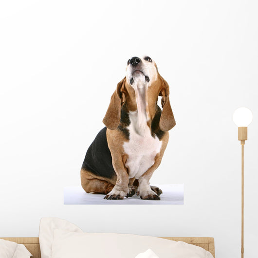 Basset Hound Wall Decal