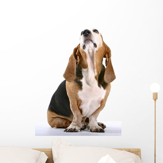 Basset Hound Wall Decal