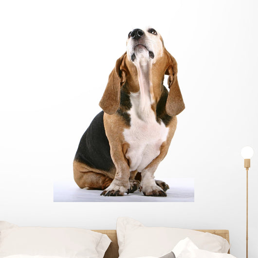 Basset Hound Wall Decal