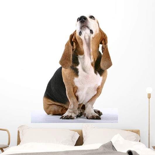 Basset Hound Wall Decal
