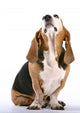 Basset Hound Wall Decal